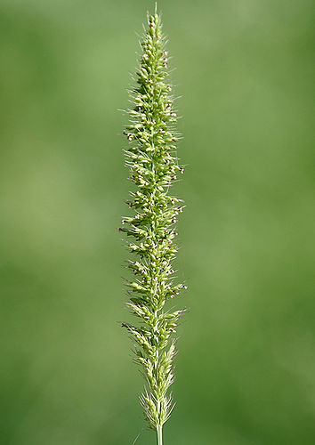 Setaria verticillata